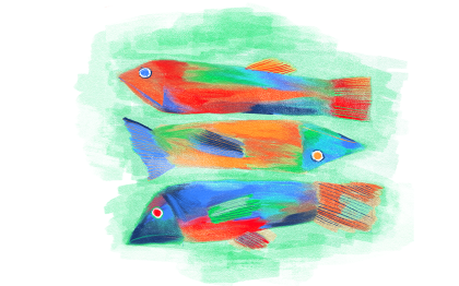 fish illustration